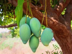 Mencicipi Kemewahan Mangga Raja Khas Bissappu Bantaeng